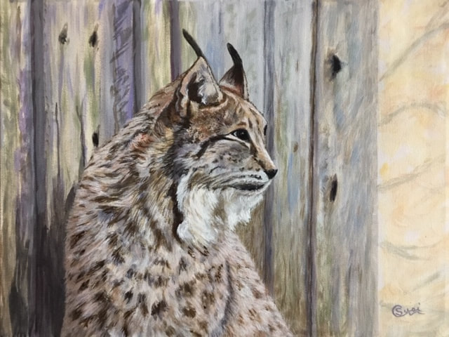 An acrylic painting of a Bobcat sitting by a barn, titled Bobcat Waits, by Susie Caron